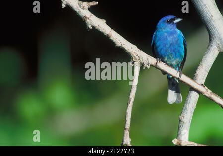 Une photo de profil d'un Indigo Bunting perché sur une branche de la DeSoto National Wildlife Forest située dans l'Iowa. Sujets : oiseaux ; observation des oiseaux ; oiseaux perchés ; refuges pour animaux sauvages. Localisation : Iowa. Site du Service des poissons et de la faune : REFUGE FAUNIQUE NATIONAL DESOTO. . 1998 - 2011. Banque D'Images