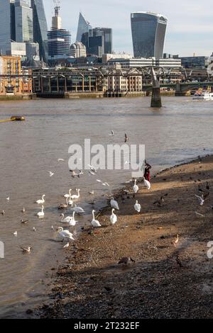 Homme nourrissant des cygnes et d'autres oiseaux sur la plage de la Tamise en face de London City Skyline, Royaume-Uni Banque D'Images