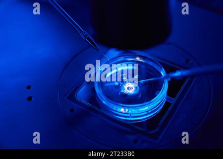 Gros plan de l'injection intracytoplasmique de spermatozoïdes en boîte de Pétri Banque D'Images