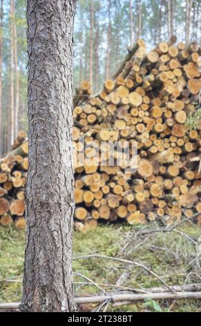 Photo en gros plan d'un tronc d'arbre avec des arbres coupés en arrière-plan, mise au point sélective. Banque D'Images