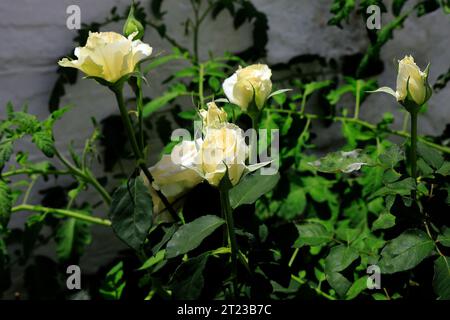 Roses blanches poussant sur un buisson, Grèce, 2023 Banque D'Images