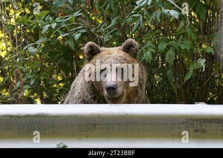 Ours brun eurasien 'mendiant' (Ursus arctos arctos), autoroute Transfăgărăşan, montagnes Făgărăş, Carpates du Sud, Transylvanie, Roumanie, Europe Banque D'Images