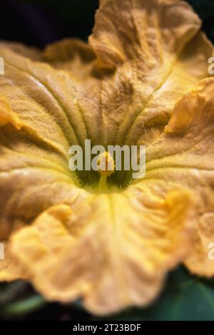 Une photo macro d'une fleur de courge butternut (Cucurbita moschata 'Butternut') Banque D'Images