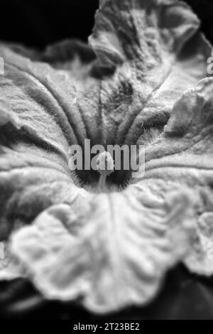 Une photo macro d'une fleur de courge butternut (Cucurbita moschata 'Butternut') Banque D'Images