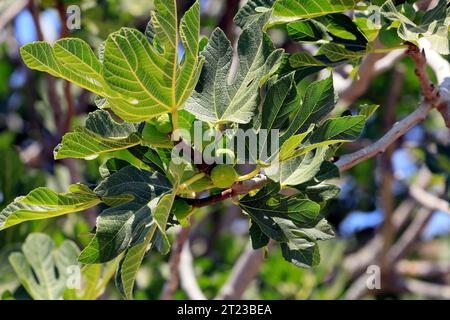 Ficus carica - figues mûrissant sur un arbre. Grèce. 2023 Banque D'Images