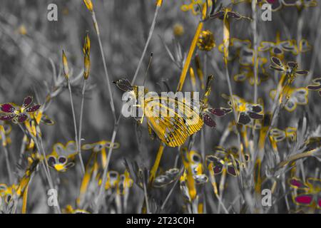 Juodaktis perlinukas Argynnis adippe famille Nymphalidae Genus Fabriciana High Brown Fritillary Butterfly photographie d'insectes de la nature sauvage, photo Banque D'Images