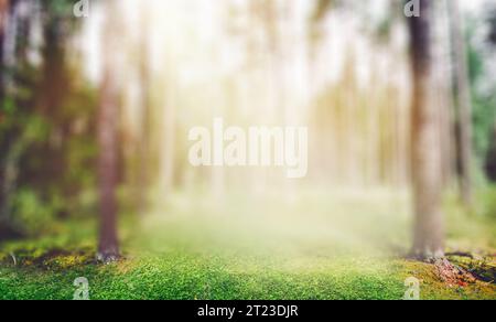 Nature forêt lever du soleil Banque D'Images