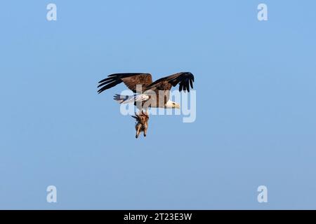 Un aigle chauve volant avec un lapin fraîchement pêché étroitement dans son emprise. Banque D'Images