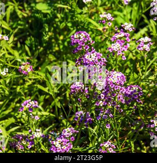 Fleurs violettes et blanches de Lobularia maritima. Alyssum maritimum, alyssum doux ou Alison douce. Banque D'Images