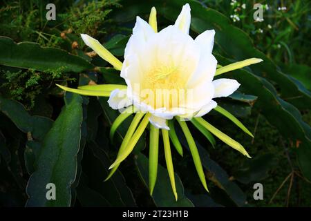 Fleur de fruit de Dragon ou Pitaya, blanc avec fleur jaune Pitaya fleurissant dans la plantation Banque D'Images
