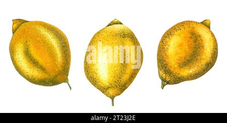Ensemble de fruits citrons. Illustration à l'aquarelle dessinée à la main de fruits tropiques entiers isolés sur fond blanc. Citrus pour clipart ou design de menu. Réaliste Banque D'Images