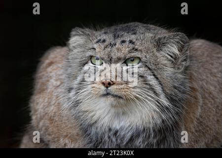 Chat Pallas (Otocolobus manul) regardant dans la distance Banque D'Images