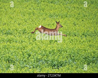 doe (femelle) Roe Deer (Capreolus capreolus) sautant alors qu'elle court à travers le champ de culture dans le Wiltshire, Angleterre, Royaume-Uni Banque D'Images