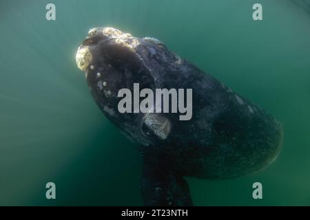 Baleine noire méridionale près de la péninsule Valdés. Baleines franches menacées en Argentine. Baleines curieuses pendant la plongée. Banque D'Images