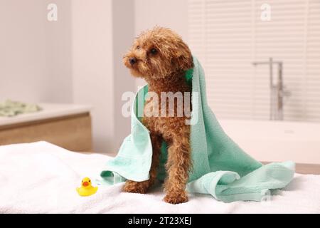 Mignon chien Maltipoo enveloppé dans une serviette et canard en caoutchouc dans la salle de bain. Adorable animal de compagnie Banque D'Images