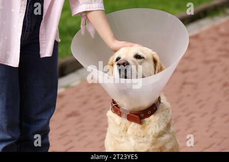 Femme caressant son adorable chien Labrador Retriever dans un collier élisabéthain à l'extérieur, gros plan Banque D'Images