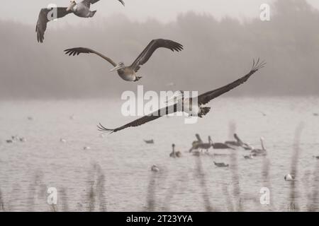 Un brouillard épais commence à s'installer au-dessus de l'estuaire alors que trois pélicans californiens bruns décollent en vol. Banque D'Images