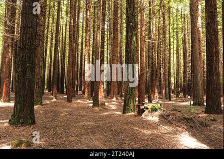 Forêt de séquoias, Rotorua, Île du Nord, Nouvelle-Zélande Banque D'Images