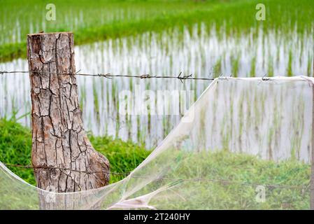 Clôtures de protection de base, entourant une rizière, dans un endroit rural éloigné, une partie des terres agricoles, sur le plateau de Bolaven. Banque D'Images