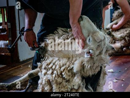 Tonte des moutons, Nouvelle-Zélande Banque D'Images