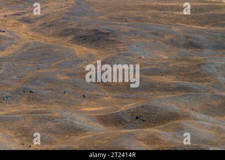 Plaine de Tussock, district de McKenzie, Canterbury, Île du Sud, Nouvelle-Zélande Banque D'Images