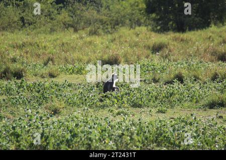 Macaques, langur face violette et singes à l'état sauvage au Sri Lanka, visitez le Sri Lanka Banque D'Images