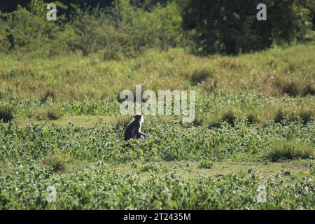 Macaques, langur face violette et singes à l'état sauvage au Sri Lanka, visitez le Sri Lanka Banque D'Images