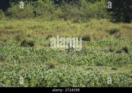 Macaques, langur face violette et singes à l'état sauvage au Sri Lanka, visitez le Sri Lanka Banque D'Images