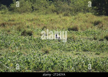 Macaques, langur face violette et singes à l'état sauvage au Sri Lanka, visitez le Sri Lanka Banque D'Images