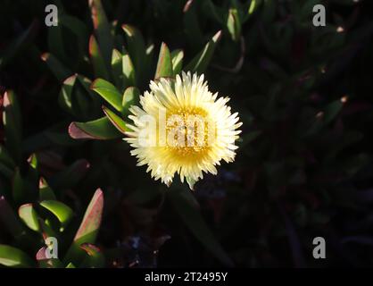 Fleur en gros plan. Fleurs de figue de mer. Figue de mer chilienne. Banque D'Images