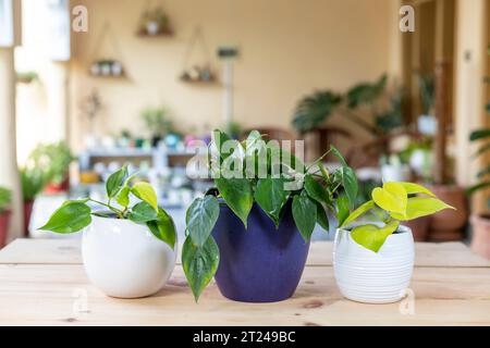 Différentes variétés de néon, vert et feuilleté de plantes philodendron brésil dans des pots en céramique. Banque D'Images