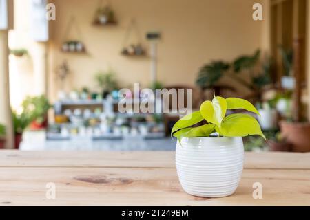 Les feuilles vert citron d'une plante de philodendron coeur-feuille dans un pot de fleurs en céramique blanche. Banque D'Images