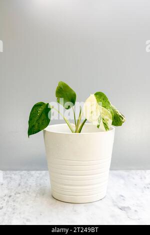 Monstera deliciosa albo rare tendance petite plante dans un pot décoratif blanc Banque D'Images