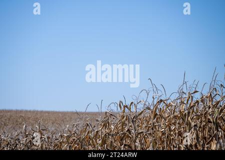 Colline en pente de maïs brun séché prêt pour la récolte Banque D'Images