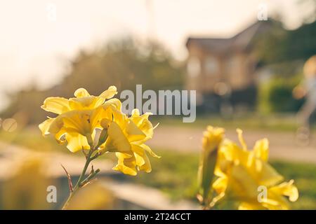 Un groupe de jonquilles jaunes en éponge fleurissant dans le jardin au début du printemps, sur fond d'une maison en bois rustique. Le concept de vie à la campagne. Photo de haute qualité Banque D'Images