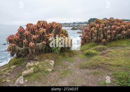 Aloe arborescens ou Torch Aloe sur la plage. Belle plante d'aloès poussant le long de la côte centrale de Californie Banque D'Images