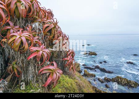 Aloe arborescens ou Torch Aloe sur la plage. Belle plante d'aloès poussant le long de la côte centrale de Californie Banque D'Images