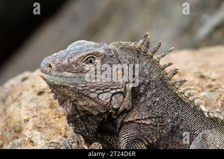 Gros plan de l'iguane vert (Iguana iguana) sur l'île d'Aruba. Allongé sur un rocher, regardant la caméra. Banque D'Images