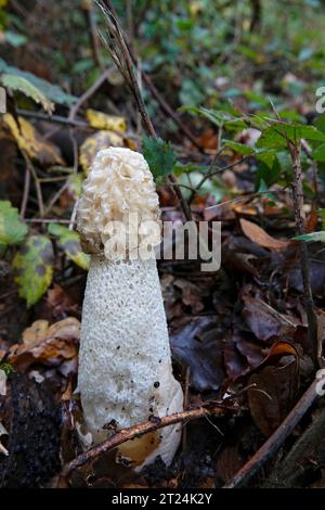 Gros plan vertical sur un champignon vieux du type Stinkhorn, Phallus impudicus omettant une mauvaise odeur Banque D'Images