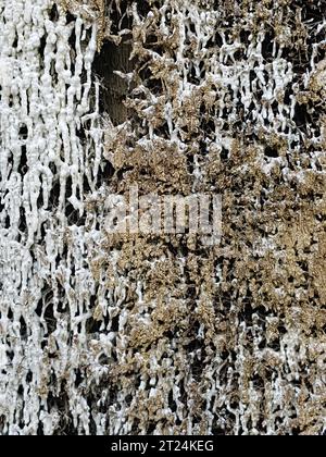 Croûte de sel sur les faisceaux de broussailles d'une maison de graduation. La structure saline est créée lorsque la saumure coule sur la paroi des brindilles d'épine noire Banque D'Images