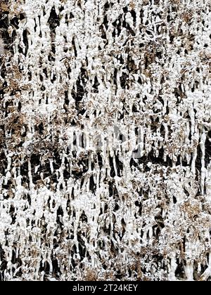 Croûte de sel sur les faisceaux de broussailles d'une maison de graduation. La structure saline est créée lorsque la saumure coule sur la paroi des brindilles d'épine noire Banque D'Images