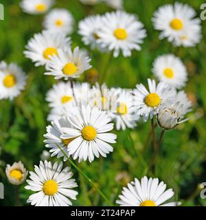 Marguerites, Bellis perennis, en gros plan Banque D'Images