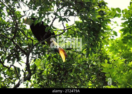 Un bec à bec noué (Rhyticeros cassidix) fourre sur un arbre dans la réserve naturelle de Tangkoko, Sulawesi du Nord, Indonésie. En raison de sa dépendance à la forêt et à certains types d'arbres, le bec de Noël est menacé par le changement climatique. Cependant, cela affecte également d'autres espèces sauvages. Un rapport récent d'une équipe de scientifiques dirigée par Marine Joly, en relation avec le macaque à crête noire de Sulawesi (Macaca nigra), a révélé que la température augmente effectivement dans la forêt de Tangkoko. 'Entre 2012 et 2020, les températures ont augmenté de jusqu'à 0,2 degrés Celsius par an dans la forêt, et... Banque D'Images