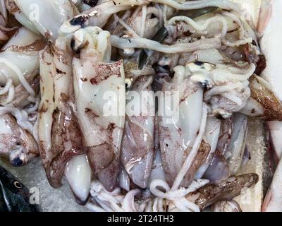 Calmars crus prêts à la vente affichés sur le comptoir au marché aux poissons Banque D'Images