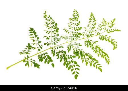 Moringa feuilles vertes fraîches isolées sur un fond blanc Banque D'Images