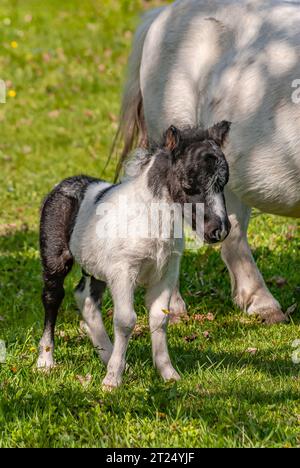 Poulain de cheval miniature blanc debout sur la prairie Banque D'Images