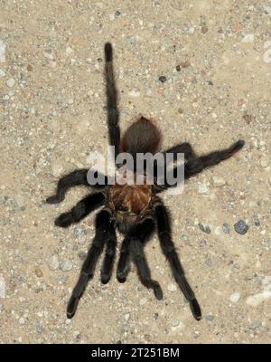 tarentula brune mâle de l'oklahoma au cours du trek annuel de tarentula d'automne dans le canyon de vogel, le long du sentier de santa fe, près de la junte, colorado Banque D'Images