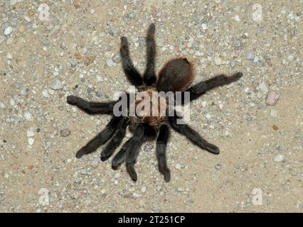 tarentula brune mâle de l'oklahoma au cours du trek annuel de tarentula d'automne dans le canyon de vogel, le long du sentier de santa fe, près de la junte, colorado Banque D'Images