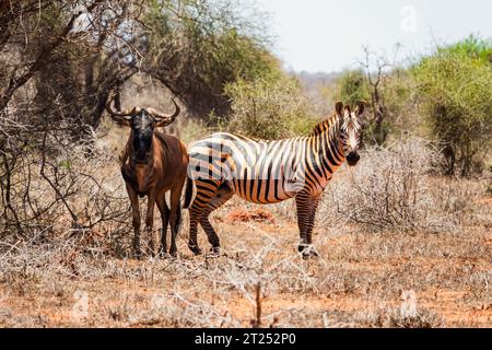 Un wildebeast et un zèbre debout sous un acacia dans le parc national de Tsavo East, au Kenya Banque D'Images