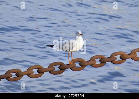 Seagull on a Chain Banque D'Images